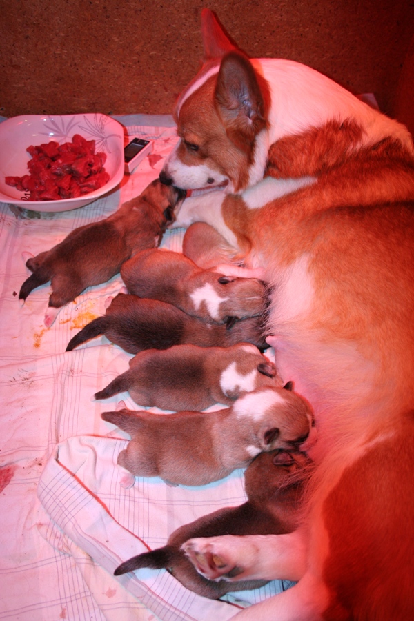 Puppies